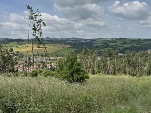 Prodej lesa, Chlum, 5098 m2