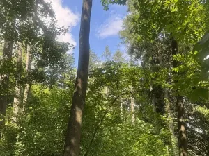 Prodej lesa, Kněžnice, 6851 m2
