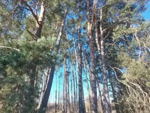 Prodej lesa, Čáslavsko, 1259 m2