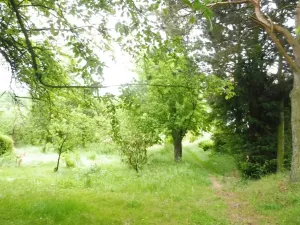 Dražba zahrady, Horní Cerekev, 365 m2