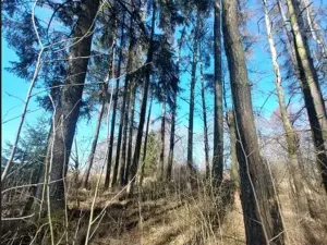 Prodej lesa, Čáslavsko, 2039 m2