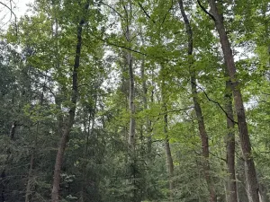 Prodej lesa, Řevničov, 11311 m2