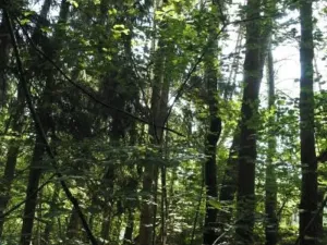 Prodej lesa, Strunkovice nad Volyňkou, 2510 m2