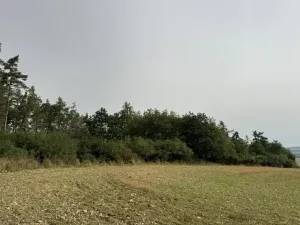 Prodej lesa, Kladruby nad Labem, 11916 m2