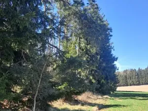 Prodej lesa, Strmilov, 1644 m2
