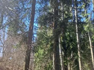Prodej lesa, Strmilov, 424 m2