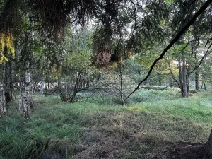 Prodej pozemku pro bydlení, Nová Ves, 4929 m2