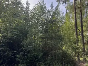 Prodej lesa, Novosedly nad Nežárkou, 67560 m2
