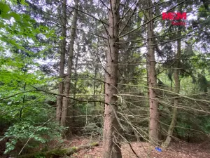 Prodej lesa, Strážná, 11485 m2