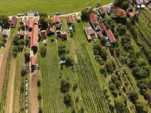 Prodej vinného sklepa, Mutěnice, Slovácká, 164 m2
