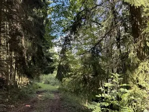 Prodej lesa, Vlkančice, 10739 m2