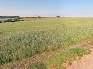 Prodej pozemku, Opočnice, 3597 m2