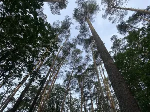 Prodej lesa, Ostřetín - Vysoká u Holic, 11957 m2