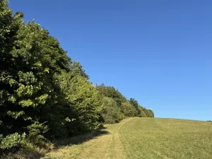 Prodej podílu lesa, Albrechtice, 2552 m2