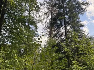 Prodej podílu lesa, Dolní Studénky, 11507 m2