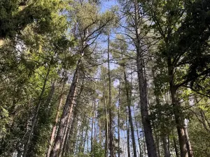 Prodej podílu lesa, Dolní Studénky, 11507 m2