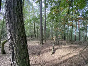Prodej lesa, Ostřetín - Vysoká u Holic, 5528 m2