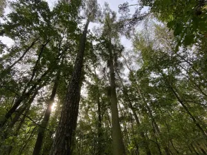 Prodej lesa, Ostřetín - Vysoká u Holic, 5528 m2