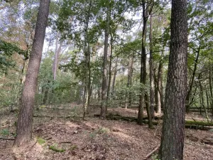 Prodej lesa, Ostřetín - Vysoká u Holic, 5528 m2