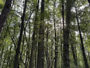 Prodej podílu lesa, Česká Lípa, 5892 m2