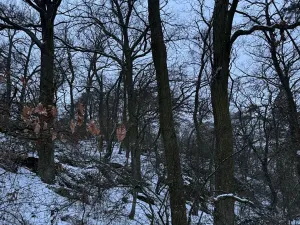 Prodej lesa, Kralupy nad Vltavou, 3462 m2