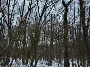 Prodej lesa, Kralupy nad Vltavou, 3462 m2