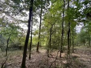 Prodej lesa, Ostřetín - Vysoká u Holic, 869 m2