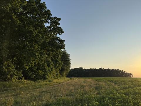 Prodej podílu lesa, Kořenice, 17931 m2