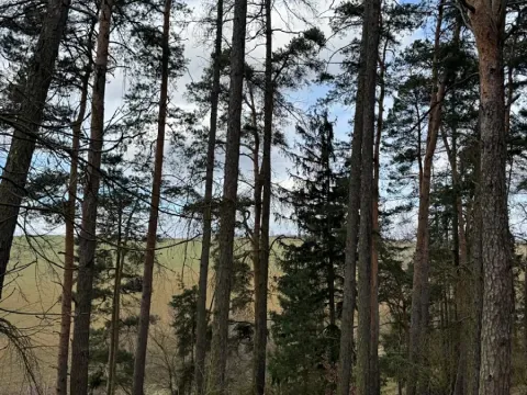 Prodej lesa, Prokopov, 5373 m2