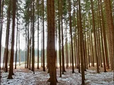 Prodej lesa, Počátky, 546 m2