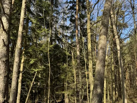 Prodej lesa, Dehtáře, 34777 m2