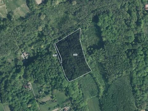 Prodej lesa, Doubrava, 10811 m2