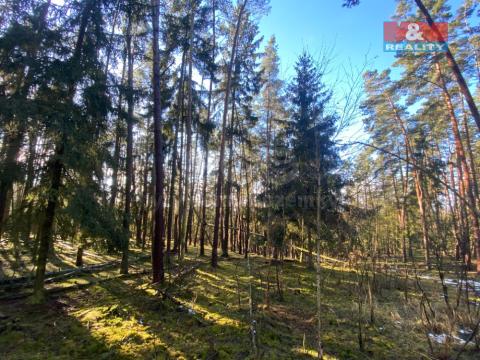 Prodej lesa, Všehrdy, 2484 m2