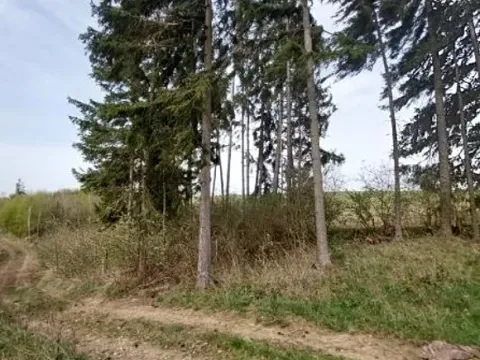 Prodej lesa, Buřenice, 475 m2