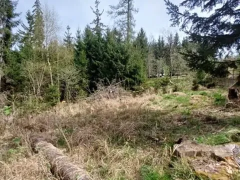 Prodej lesa, Pacov, 1937 m2