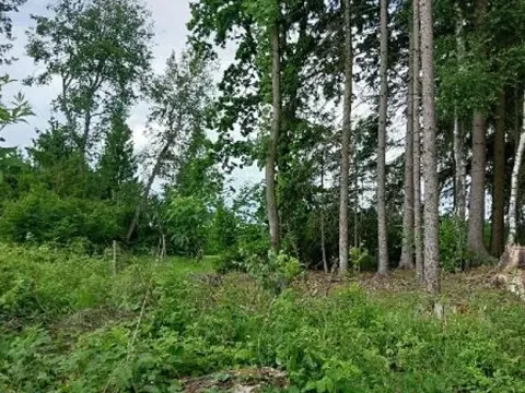 Prodej lesa, Častrov, 438 m2