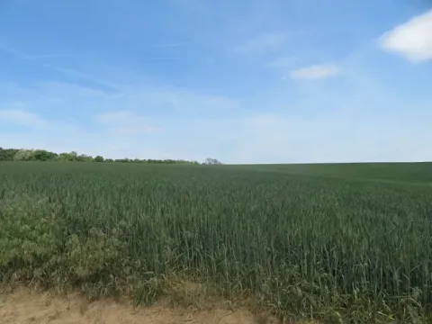 Dražba pole, Sobůlky, 6111 m2