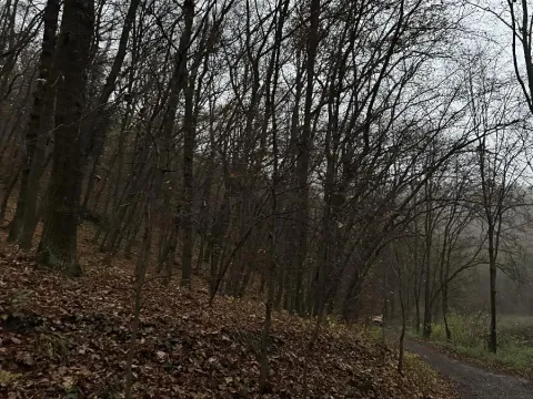 Prodej podílu lesa, Praha, 4596 m2