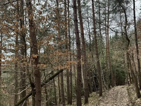 Prodej podílu lesa, Malá Skála, 3582 m2