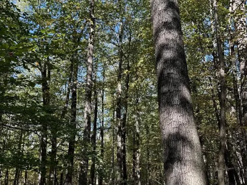 Prodej podílu lesa, Žulová, 7174 m2
