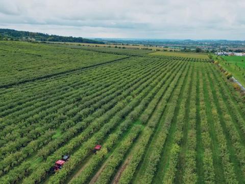 Prodej sadu/vinice, Červené Pečky, 13966 m2