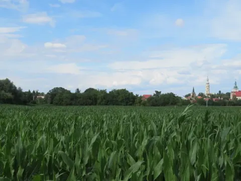 Dražba pole, Tovačov, 903 m2