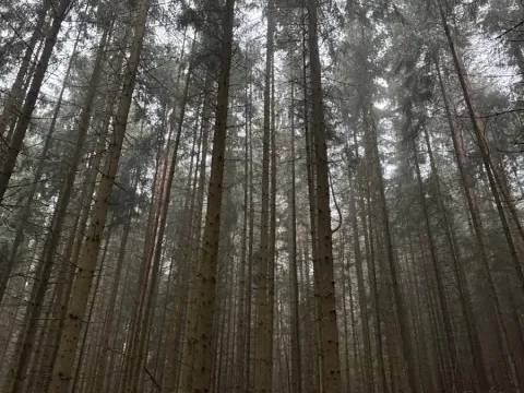 Prodej podílu lesa, Vrbice, 4173 m2