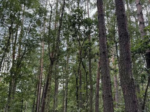Prodej podílu lesa, Břehy, 2081 m2