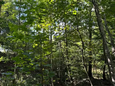 Prodej lesa, Boháňka, 3705 m2