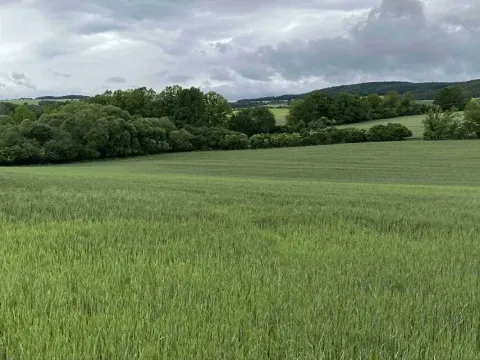 Dražba pole, Bojanovice, 22823 m2