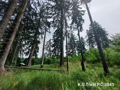 Prodej lesa, Třešť, 1987 m2