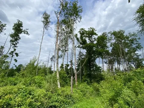 Dražba lesa, Blížejov, 4481 m2