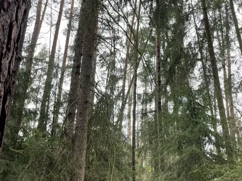 Prodej lesa, Plzeň, 5650 m2