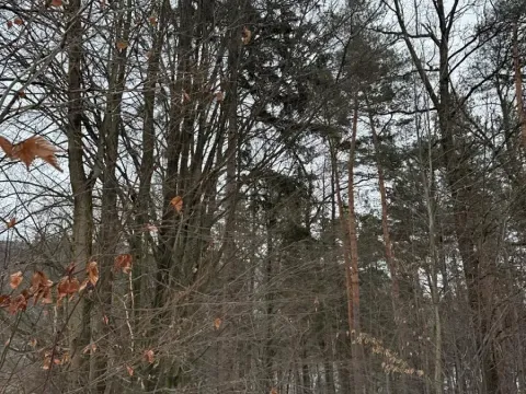 Prodej lesa, Malá Bystřice, 54751 m2